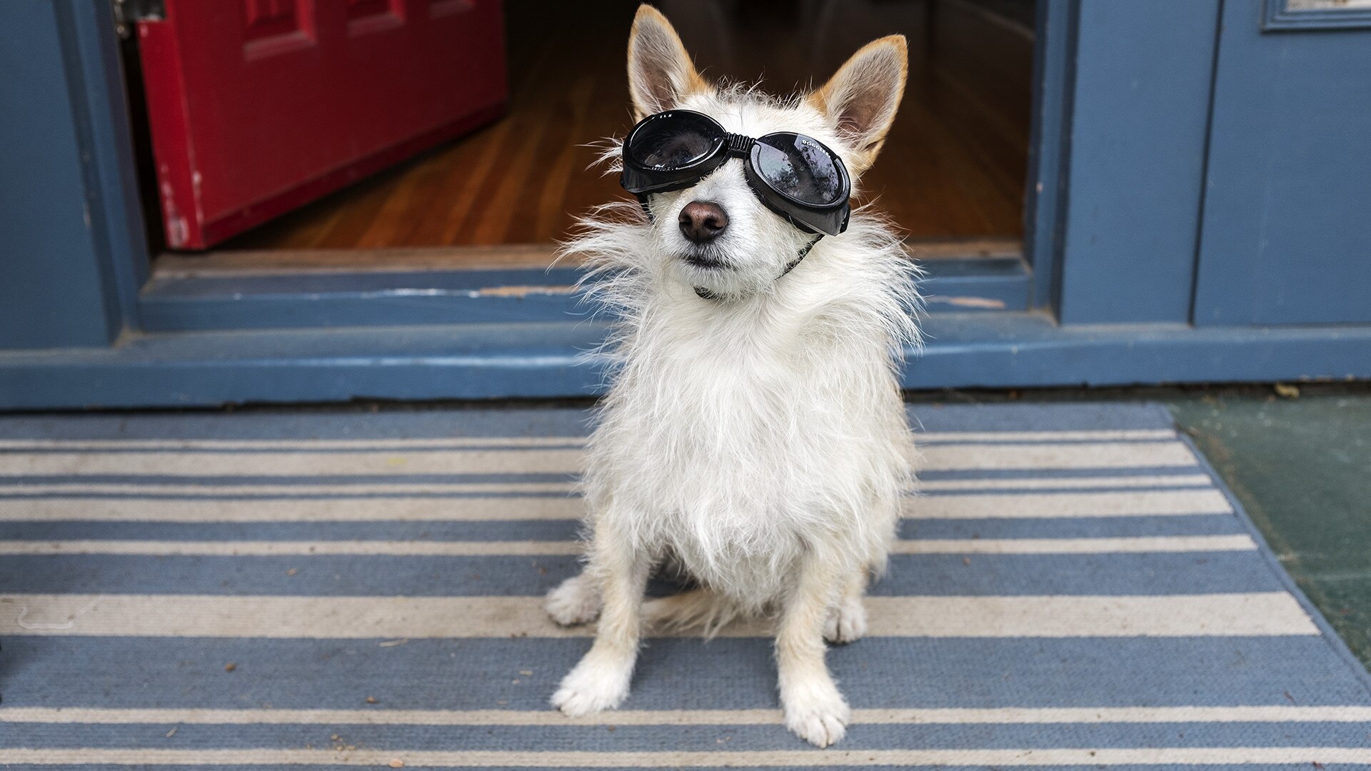 Le chien de Joy Lewis.
