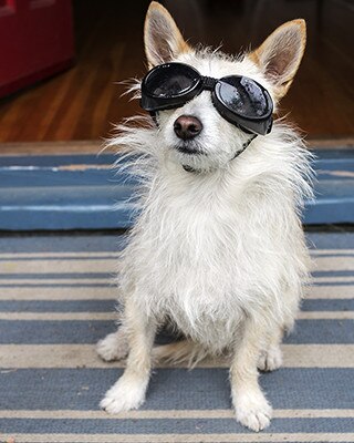 Le chien de Joy Lewis.